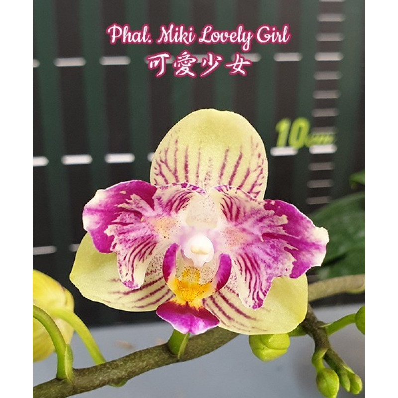 ♡lovely♡ Орхидея Phal. Miki Lovely Girl бабочка - купить, доставка Украина